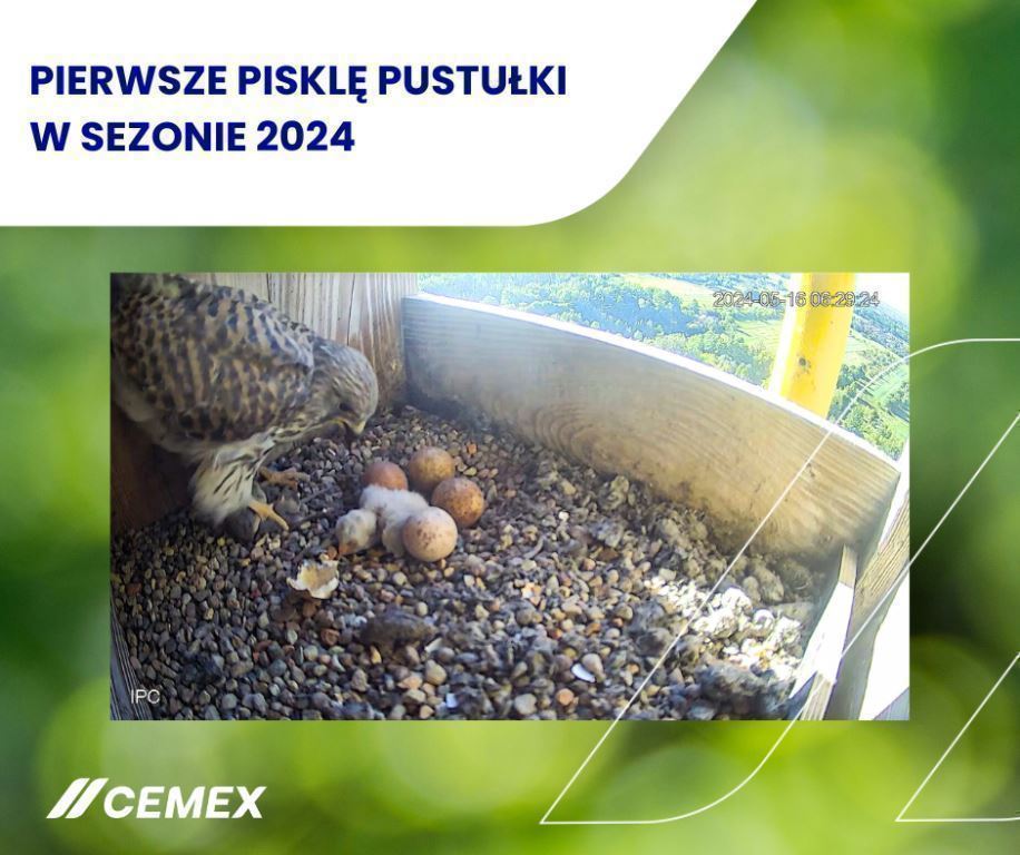 Zdjęcie pierwszego pisklęcia pustułki