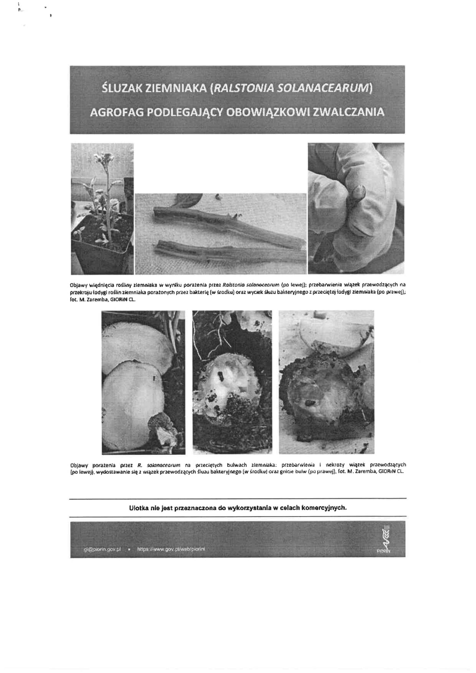 Sluzak ziemniaka - Agrofag podlegający obowiązkowi zwalczania